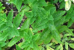 mint and sage growing together