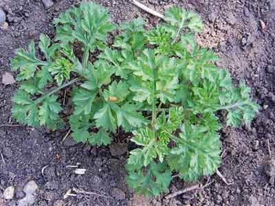 young mugwort plant