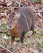 muntjac foraging