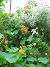 salad ingredients such as nasturtium add pepperiness