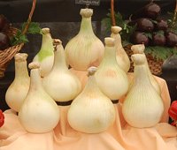 onions grown for showing
