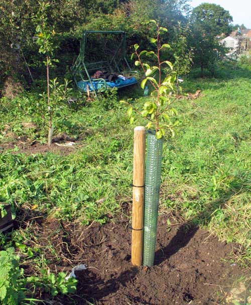 first trees at Maidenhall