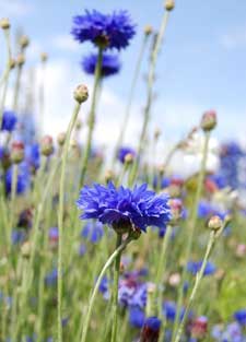 cornflowers