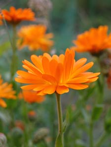 marigold or calendula