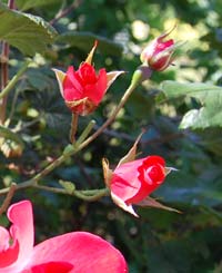 red roses