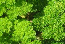 curly-leafed parsley