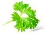 parsley leaf