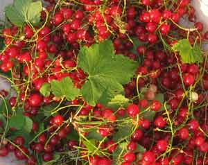 picked red currants