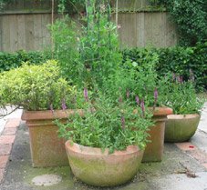 garden herbs in planters