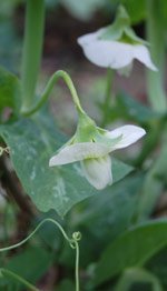 Planting peas - pea flowers are attractive, too
