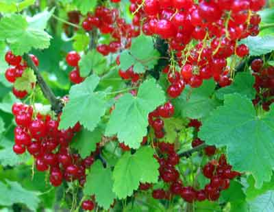 organic red currants ready to pick