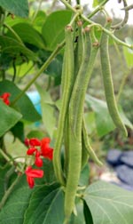 runner beans - attractive and nutritious