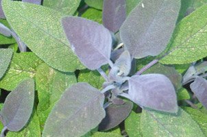 salad ingredients - purple sage