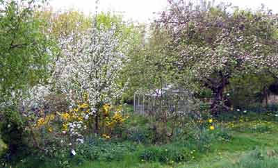 apple orchard in spring