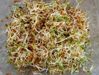 alfalfa seeds sprouting