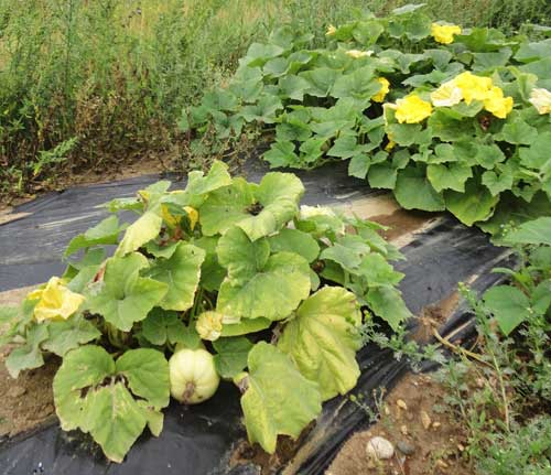 Butternut squash mulched with plastic