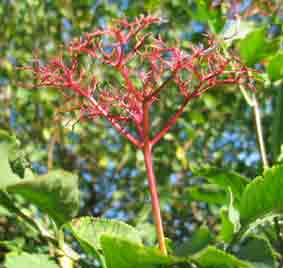 stripped elderberry stalk