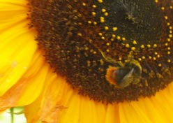 bumble bee on a sunflower