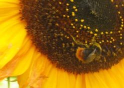 bumblebee on sunflower