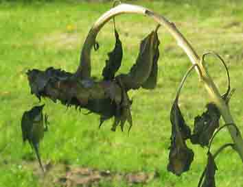 sunflower with hovering tit