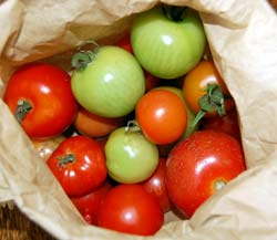 homegrown tomatoes ripening in a brown paper bag