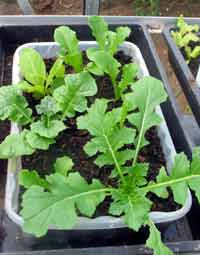 using greenhouses: salad crops can grow on in the greenhouse