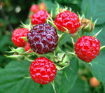 wild raspberry fruits