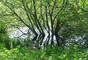 willows in water