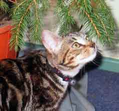 cat and Christmas tree