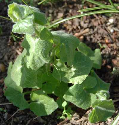 young white bryony plant